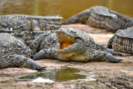 Agadir Crocodile Park