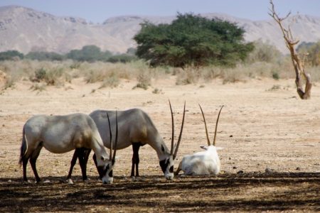 Souss Massa National Park