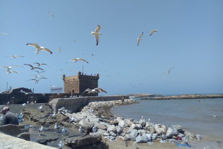 Essaouira day trip From Agadir